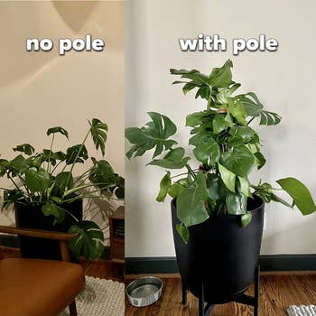 a reviewer's before and after of a monstera plant with and without the moss pole
