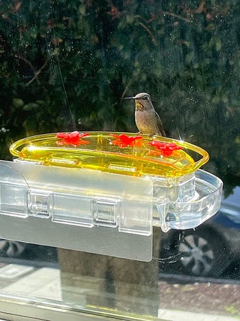 reviewer photo of a hummingbird sitting on the feeder