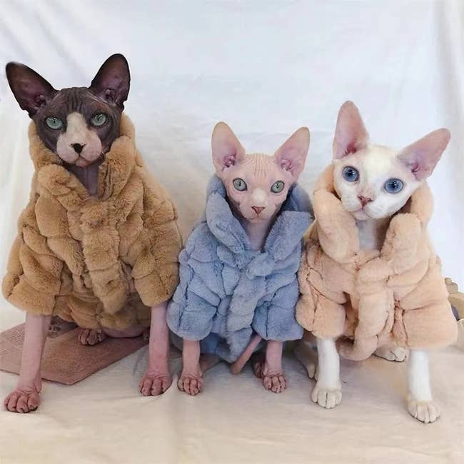 three hairless cats wearing the fur coats in different colors