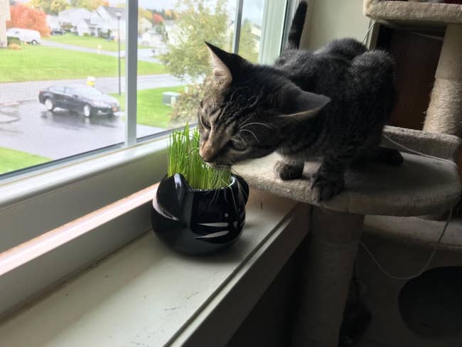 reviewer photo of cat grass growing out of a black mug shaped like a cat and a cat is sniffing the grass