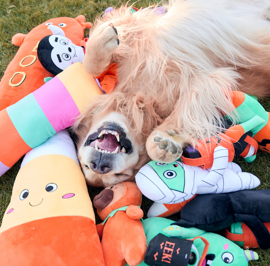 dog with halloween themed toys