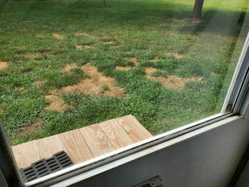 View done  a solid  doorway  showing a grassy backyard with patches of adust  writer  and a woody  measurement   outside