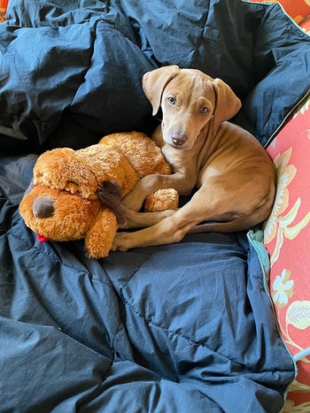 reviewer's puppy laying with the toy