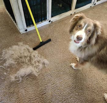another reviewer's dog next to a pile of fur they removed from their carpet with the broom