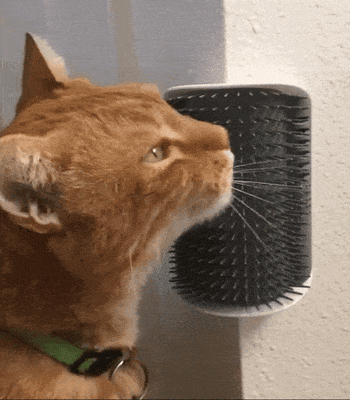 gif of reviewer's orange cat rubbing face on the wall-mounted self-groomer cat toy