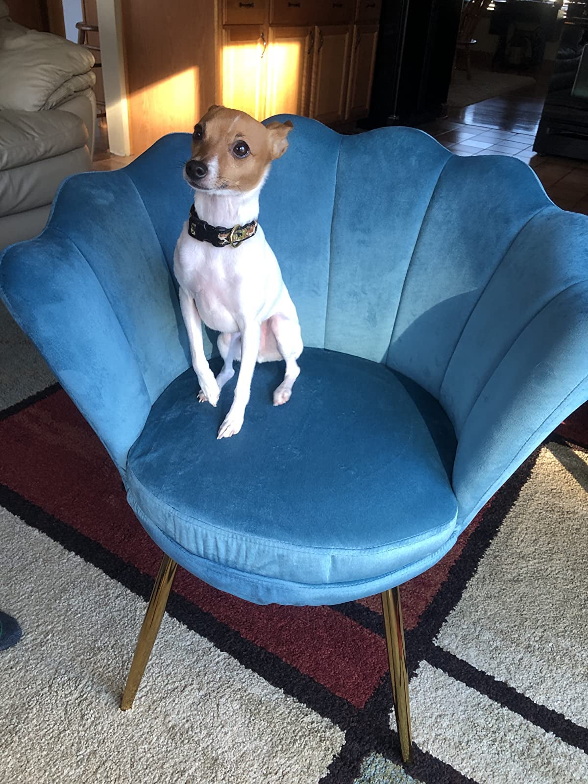 Reviewer image of dog on top of bright blue chair with rounded edges and gold legs on a square-patterned rug