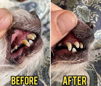 Reviewer photo of their dog with plaque on his teeth before using the toothpaste and with clean teeth after using it