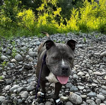 Reviewer's pitbull wearing the boots in black on very rocky terrain