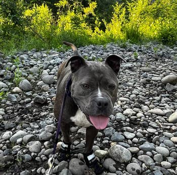 Reviewer's pitbull wearing the boots in black on very rocky terrain