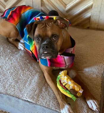 a reviewer's dog wearing a sombrero with the taco toy