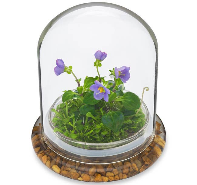 the small purple flower inside a glass terrarium