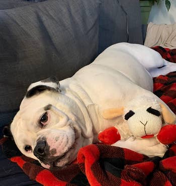 a reviewer's bulldog cuddled up with the lambchop plushie 