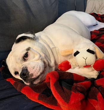 a reviewer's bulldog cuddled up with the lambchop plushie 