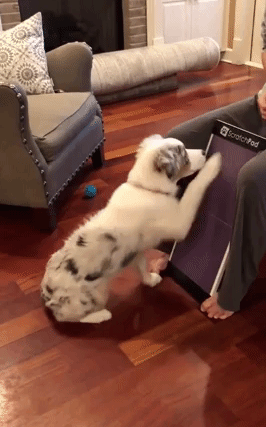 gif of a dog scratching on the scratchpad, then eating a treat