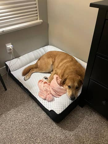 Dog lounging comfortably connected  a canine  furniture  adjacent  to a pinkish  plush artifact  successful  a cozy country   with a model   and dresser