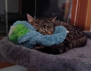 reviewer's cat sleeping on a perch with its head resting on a blue fuzzy toy