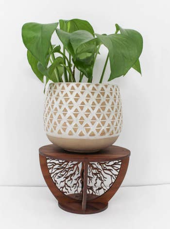 small potted plant on a decorative root plant stand