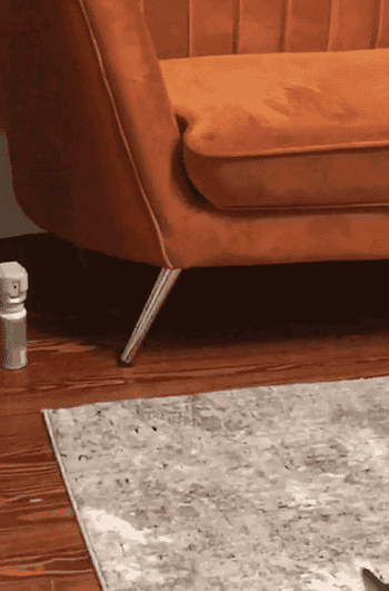 a gif of a cat approaching the spray bottle and running away after it sprays 