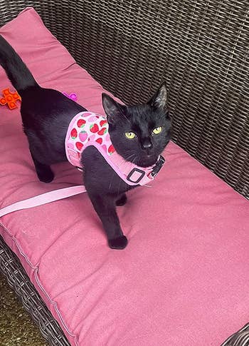 different reviewer's cat wearing a strawberry harness