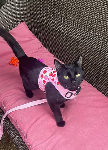 different reviewer's cat wearing a strawberry harness