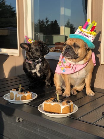 another reviewer's two dogs wearing party hats standing next to their birthday cakes