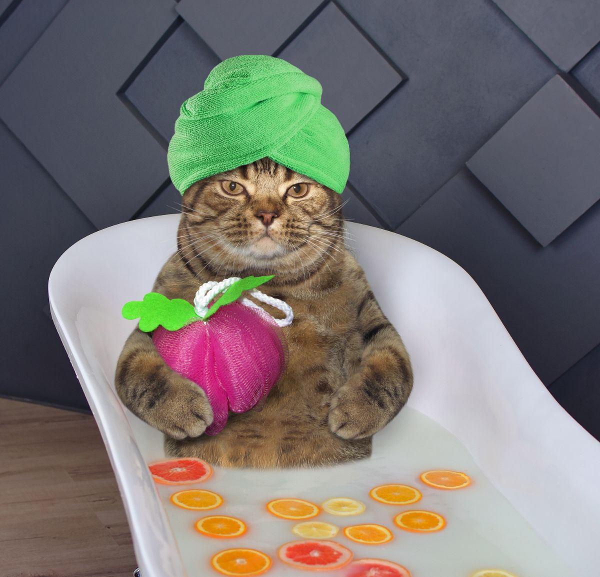 Кот в чалме