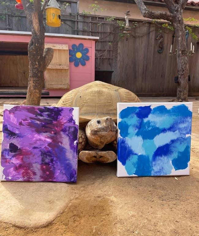Tortoise with 2 abstract paintings, 1 purple and the different blue, successful a plot setting