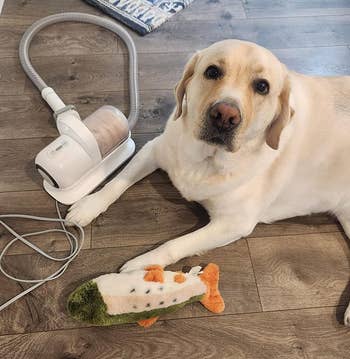 Dog lying on a floor with the grooming vacuum and a plush toy