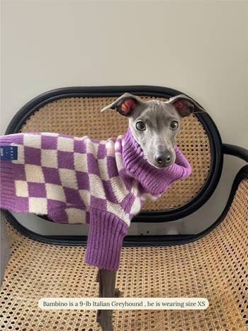 italian greyhound in purple checkered sweater