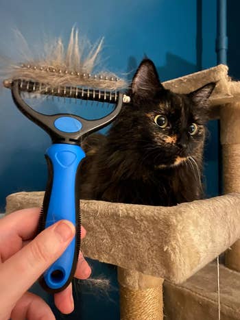 a reviewer holding the brush with fur in it in front of their cat