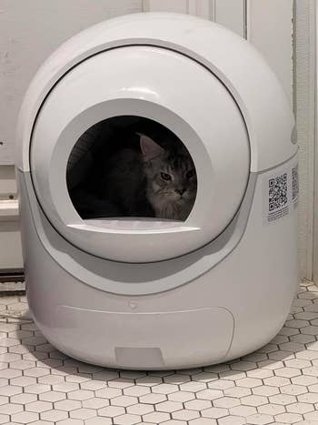 Cat inside a modern, spherical litter box
