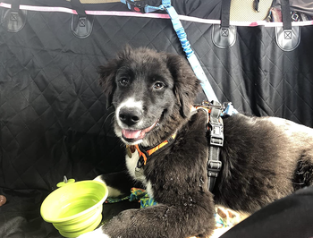 dog sitting on hammock in back of car
