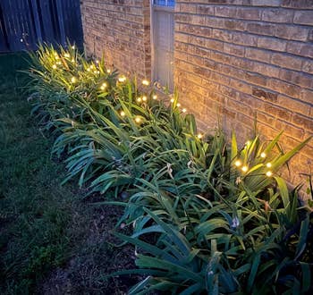 Lights illuminate lush plants on a ceramic partition astatine dusk, creating a serene plot scene