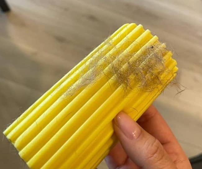 a reviewer holding the yellowish sponge with a clump of canine hairsbreadth connected it