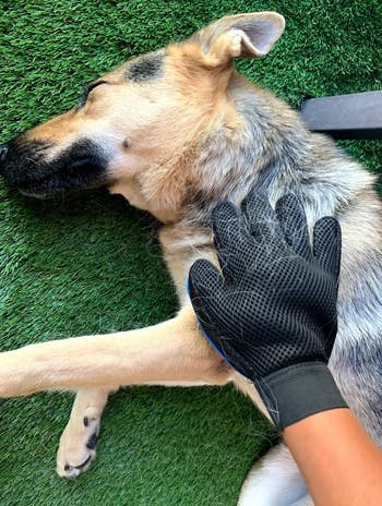 reviewer using the glove on their dog