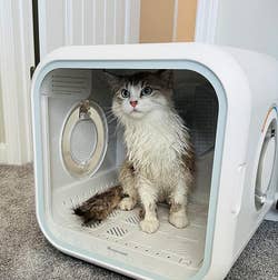 A wet cat inside the per dryer