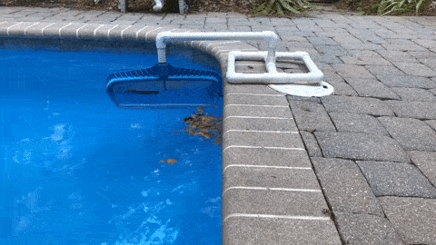 Gif of a pool net attached to a white base made of PVC pipes sitting on the side of pool and leaves are flowing into the net