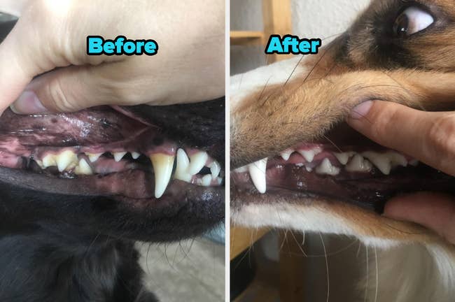 Comparison of a dog's teeth before and after  using water additive
