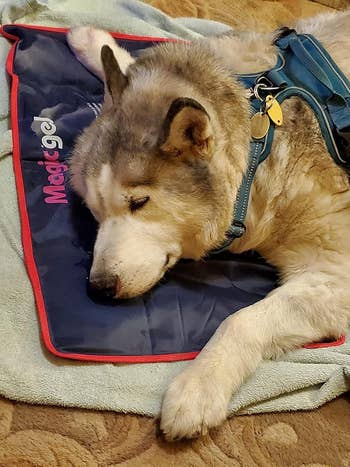 Seekor anjing dengan nyaman bersandar pada tikar pendingin, mengenakan harness dan tags
