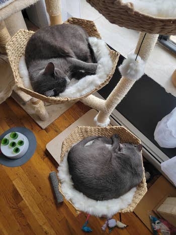 Two cats napping successful Ivy feline tree