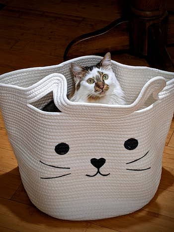 cat sitting in large white cat basket