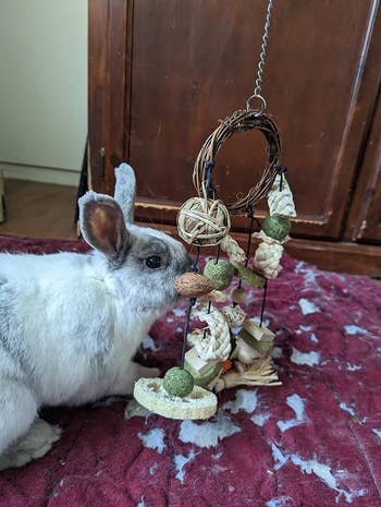 reviewer's bunny playing with the chew toy