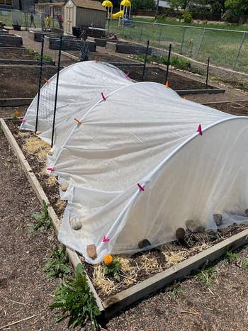 Garden beds with hoop tunnels covered successful  protective fabric