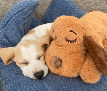 reviewer's puppy sleeping next to the snuggle puppy