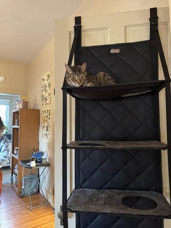 Cat resting connected  a hanging cloth  support  attached to a door, with household   items disposable   successful  the background