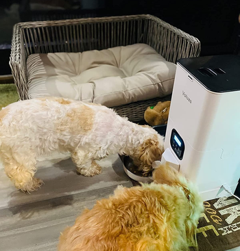 Reviewer image of two dogs eating out of product in white on hardwood floor