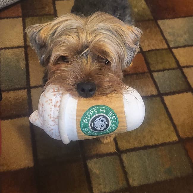 reviewer image of their small dog with the toy in their mouth