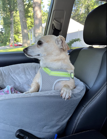 reviewer image of dog sitting in bucket booster seat in car