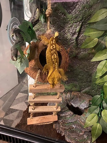 a reviewer photo of a gecko traveling down their hut ladder