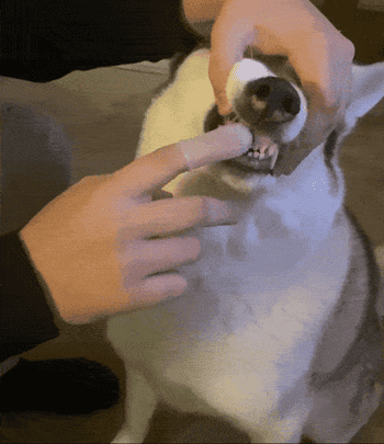 A reviewer gif of them brushing their dog's teeth